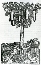 Cosecha de árboles, ilustración de Singularidades de Francia Antártica, por André de Thevet, 1558